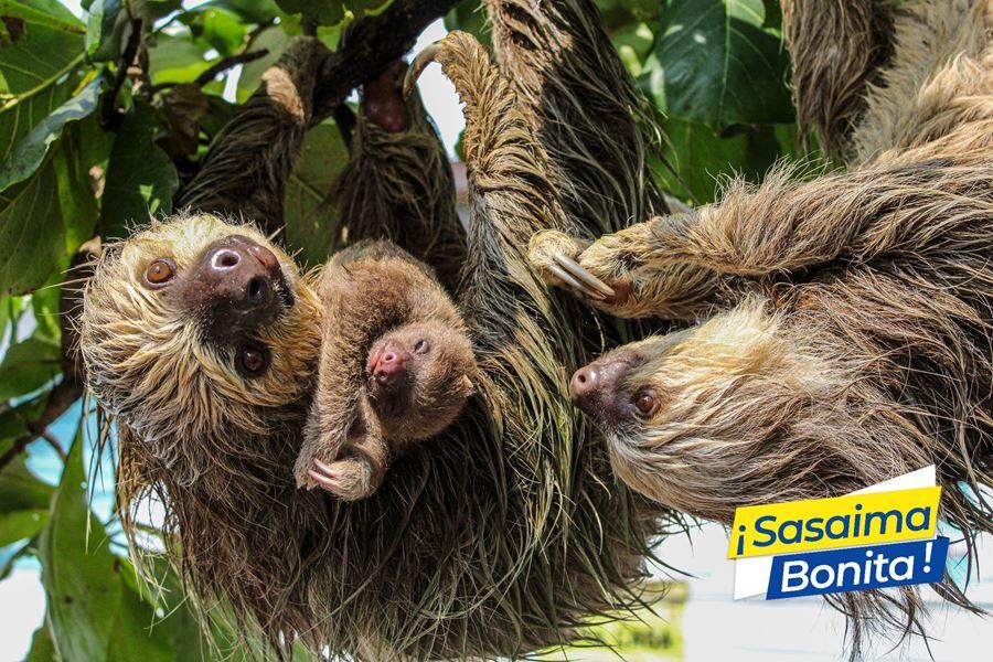 En condiciones adecuadas estos mamíferos, que alcanzan a vivir más de tres décadas, dan una cría al año.