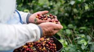 A través de un programa de fertilización se benefició a 75 pequeños caficultores y se hizo un exhaustivo análisis del suelo de 150 parcelas.