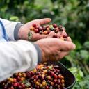 A través de un programa de fertilización se benefició a 75 pequeños caficultores y se hizo un exhaustivo análisis del suelo de 150 parcelas.