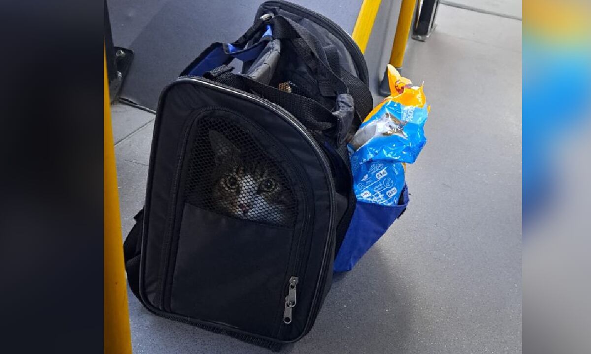 La entidad afirmó que 'espera' que no se trate de un caso de abandono premeditado, y abrió la opción de que algún ciudadano se proponga el adoptarlo.