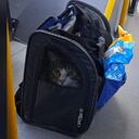 La entidad afirmó que 'espera' que no se trate de un caso de abandono premeditado, y abrió la opción de que algún ciudadano se proponga el adoptarlo.