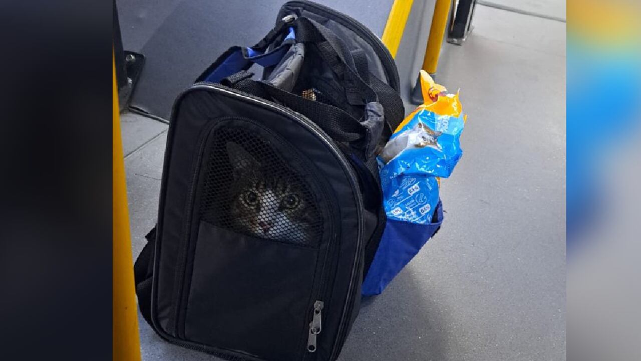 La entidad afirmó que 'espera' que no se trate de un caso de abandono premeditado, y abrió la opción de que algún ciudadano se proponga el adoptarlo.