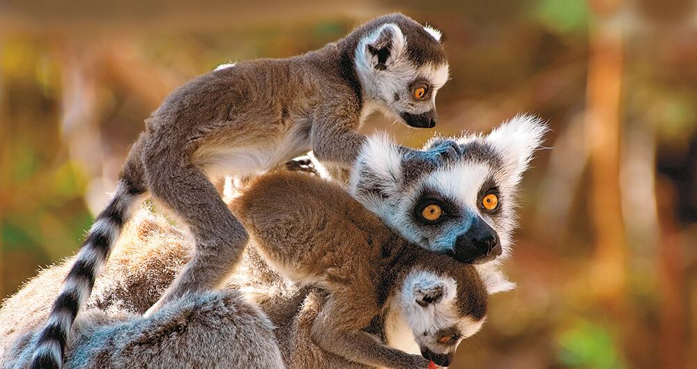 El catta, también conocido como el lémur de cola anillada, vive en grupos de hasta 30 individuos.