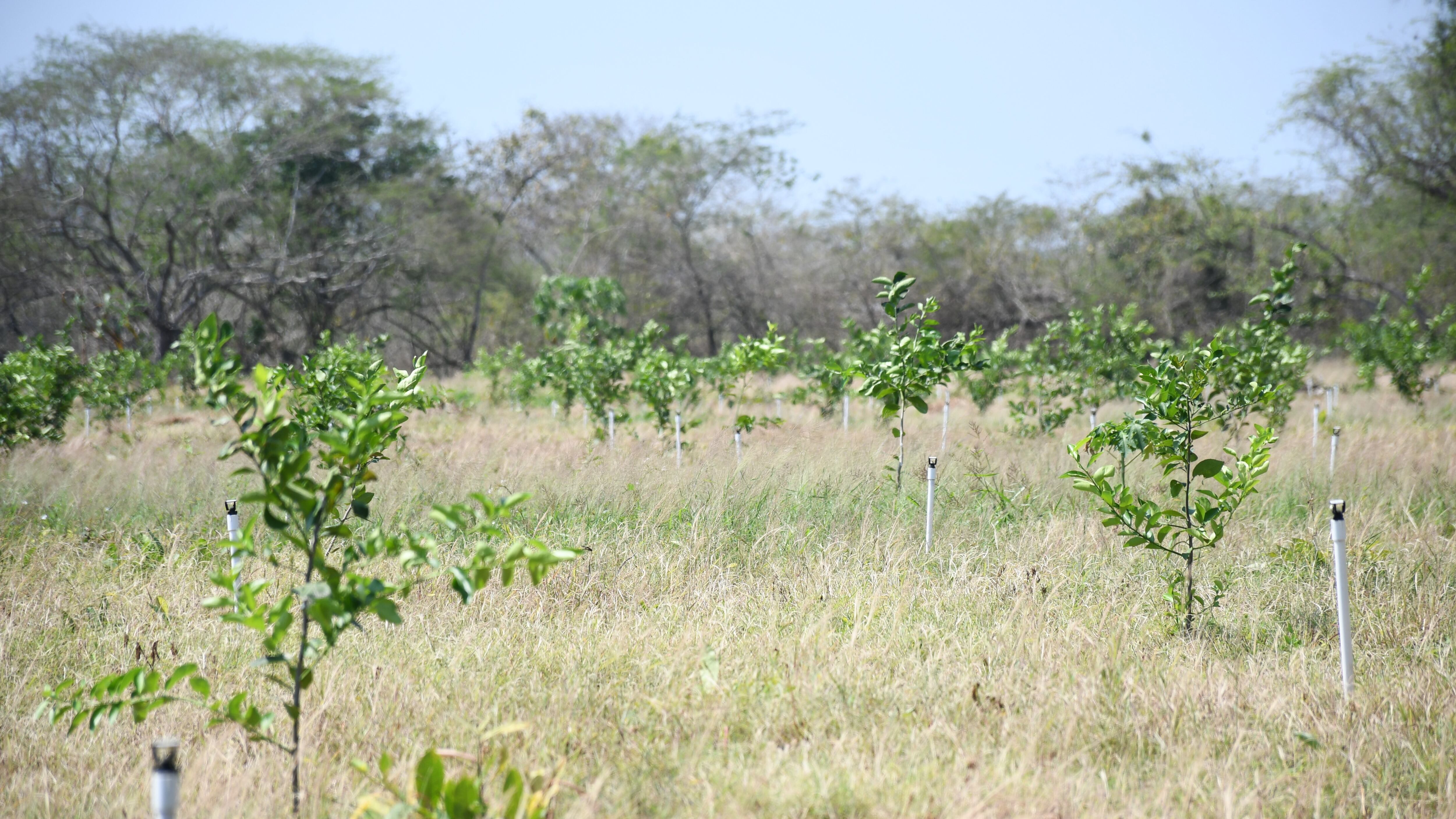 La estrategia ‘El Campo a Toda Marcha’ contempla acceso a agua las 24 horas del día.