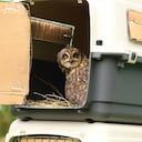 La Secretaría de Ambiente liberó varios animales silvestres en el humedal de Torca y Guaymaral en Bogotá.