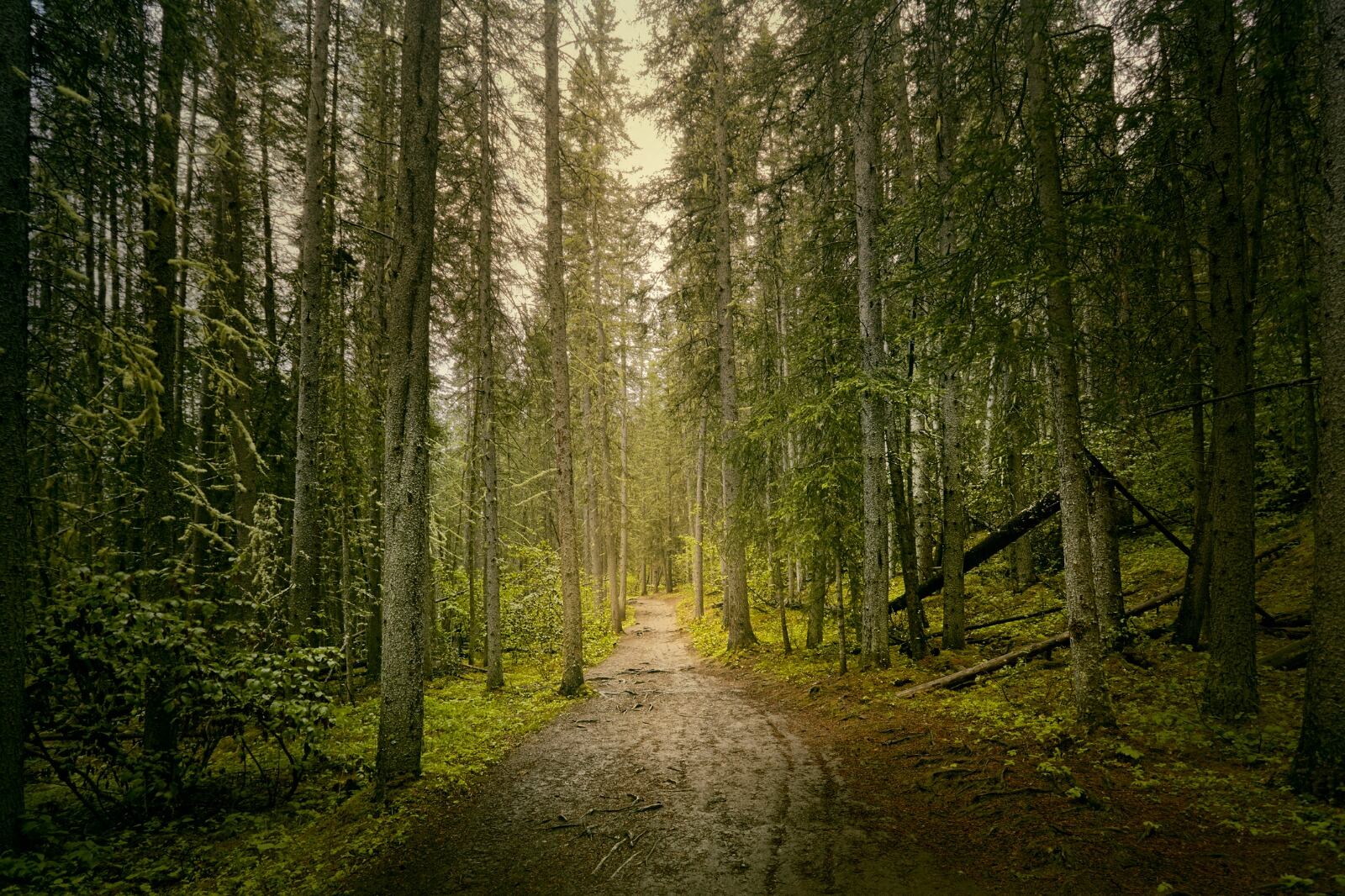 Youtuber colombiano vivió mágica aventura en la selva de Venezuela: descubrió deslumbrante tesoro