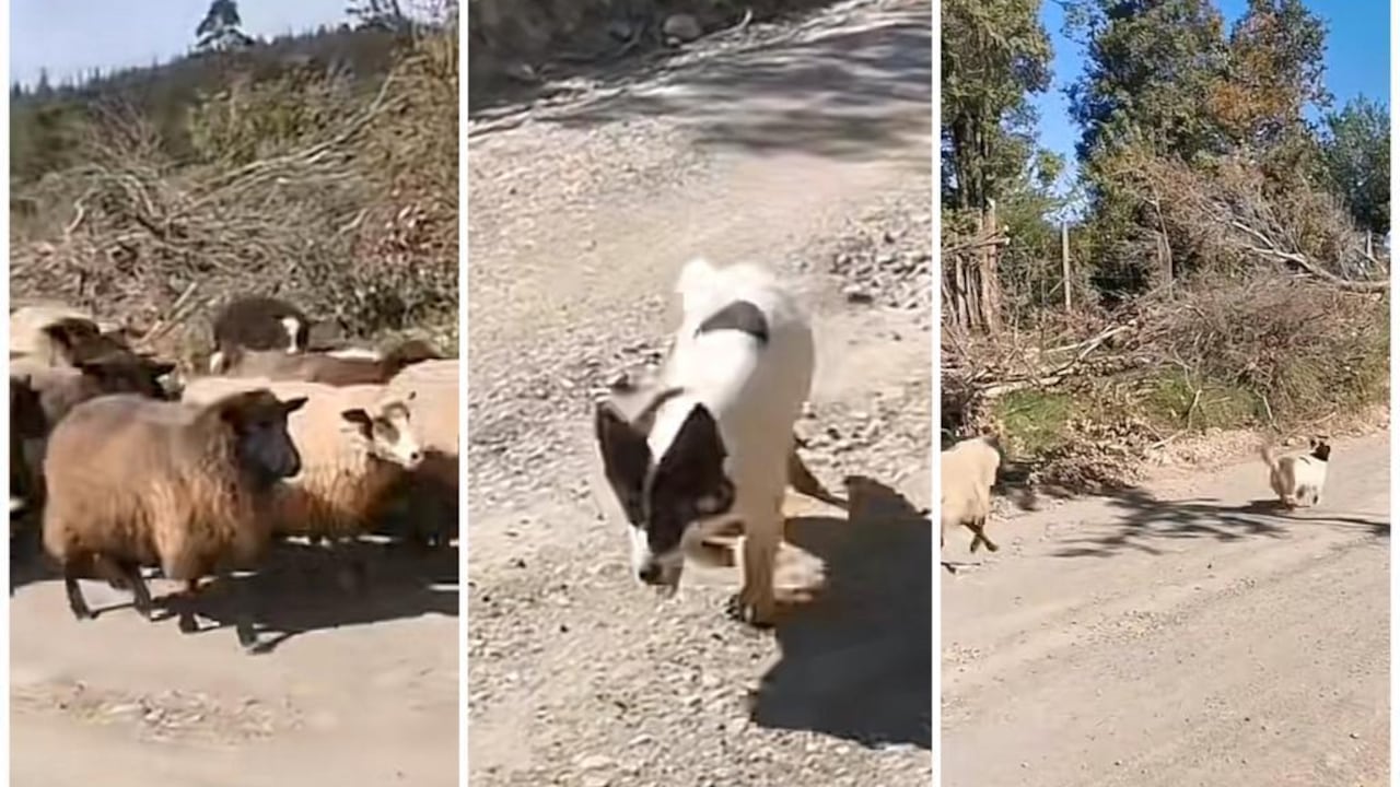 Perro ovejero