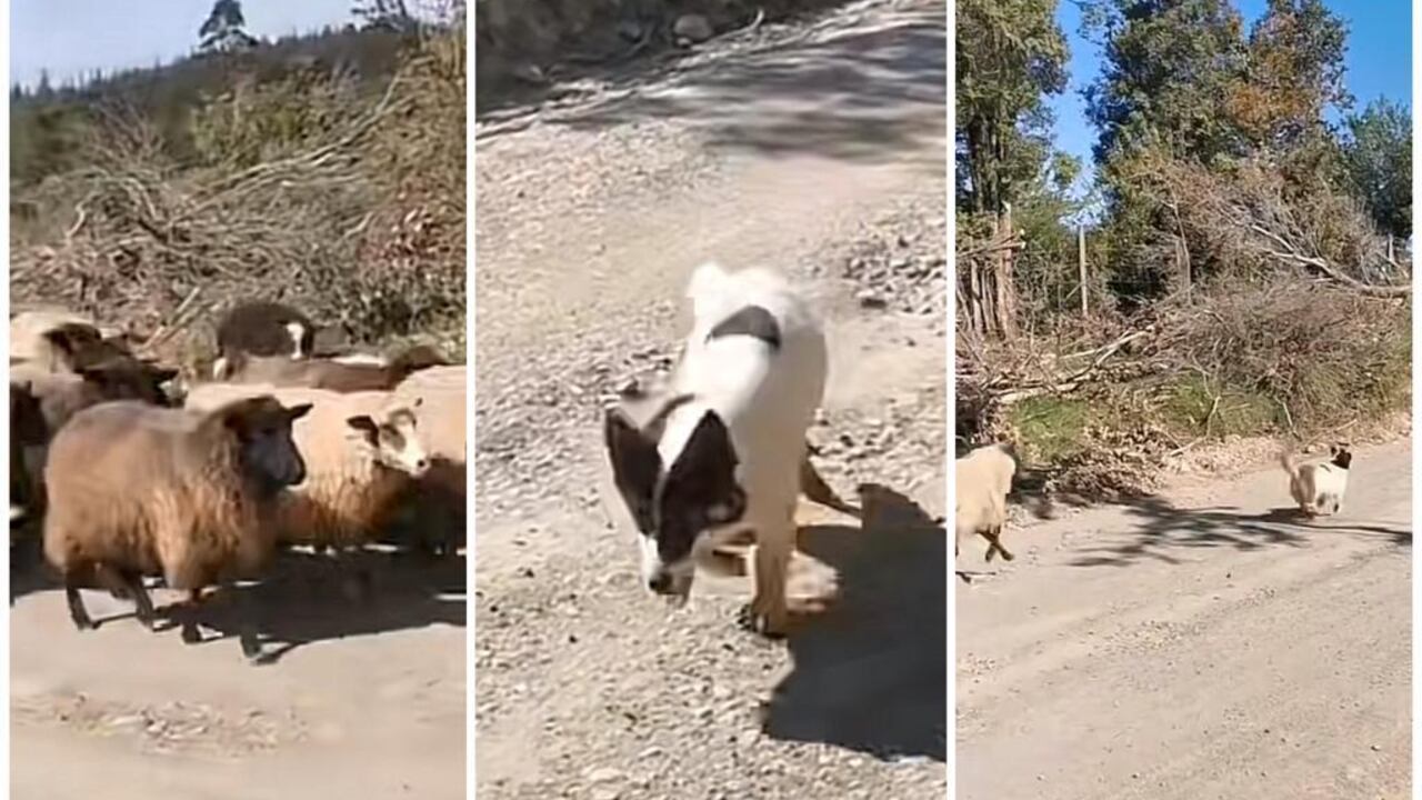 El canino fue grabado en Chile.