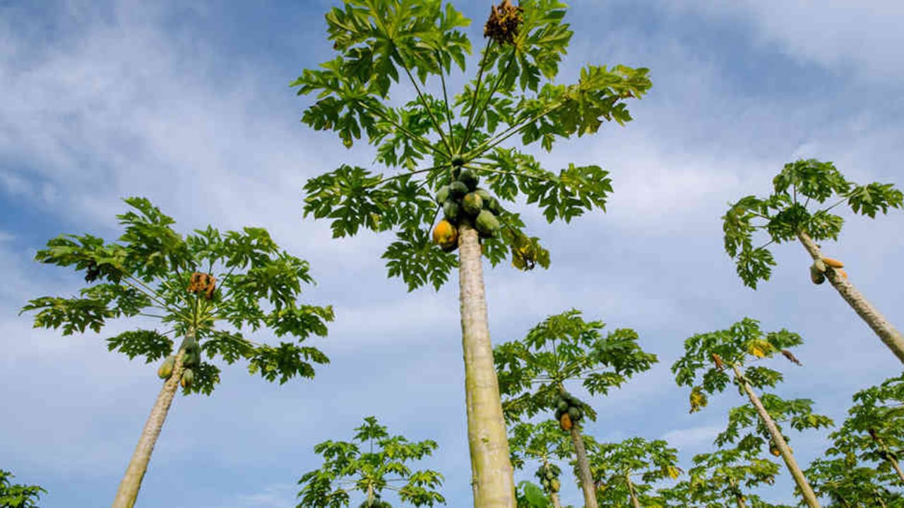 El sector agropecuario ha contribuido a dinamizar el desarrollo de la ciudad.
