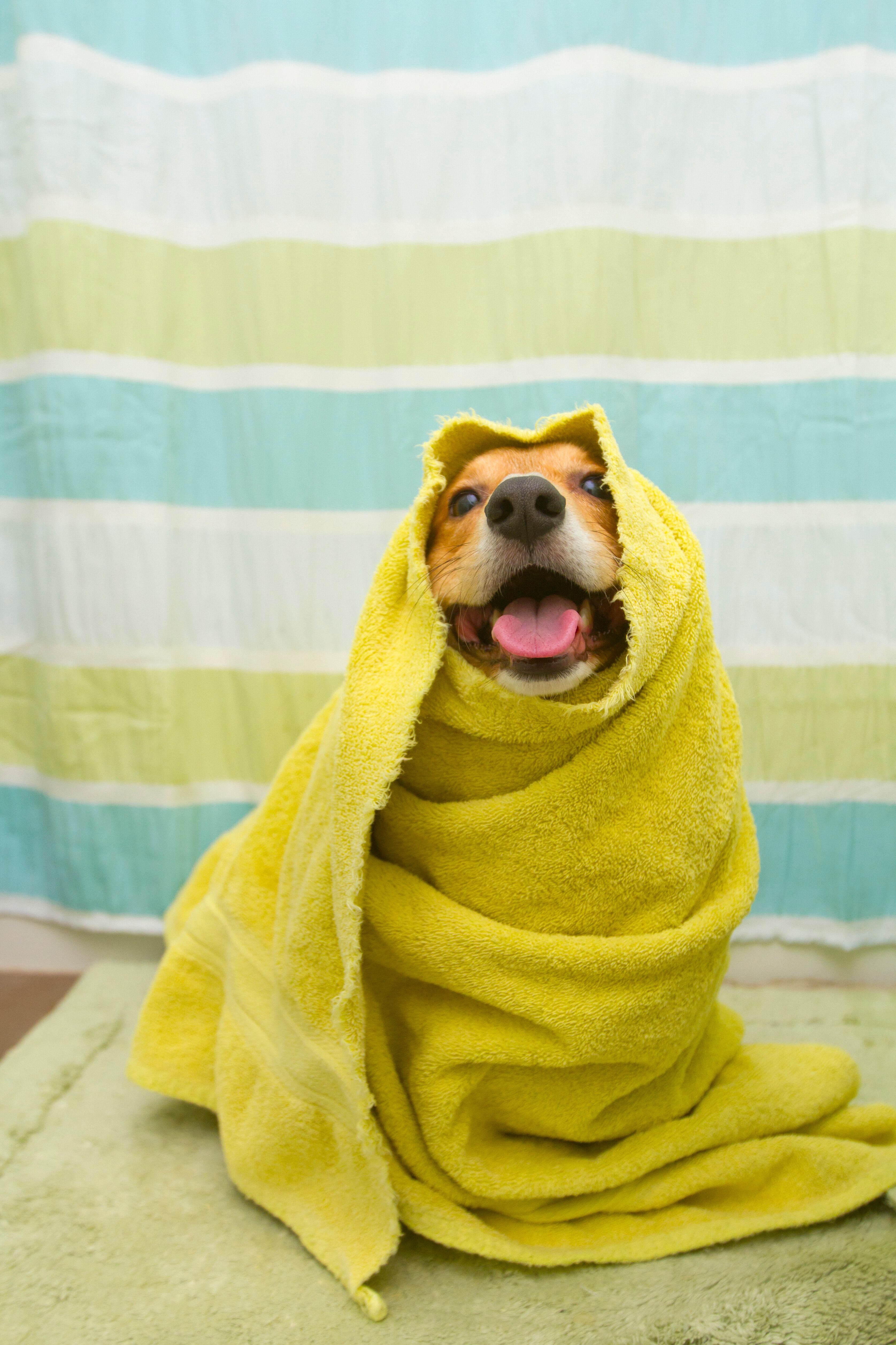 Un perro corgi galés Pembroke rojo y blanco súper feliz envuelto en una toalla, se sienta en una alfombra verde frente a la bañera con una cortina de ducha a rayas.