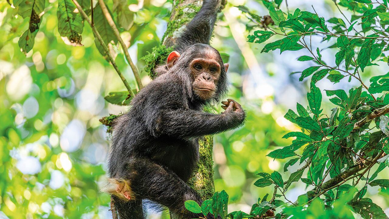 Colombia avanza en la protección animal