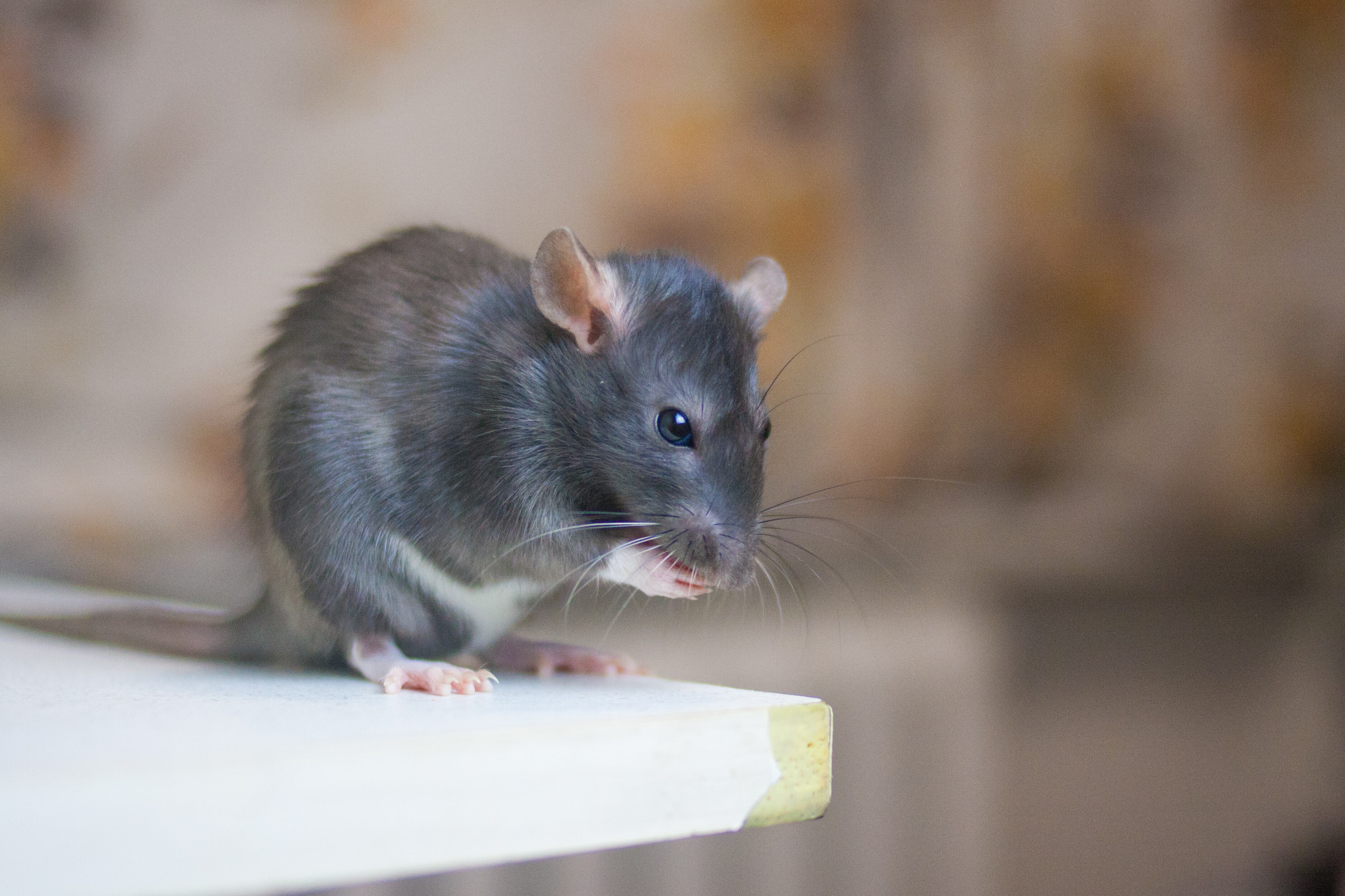 Los ratones entran a las casas en busca de refugio.