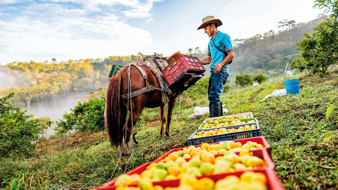Patria Investments considera que uno de los mayores potenciales está en las frutas.