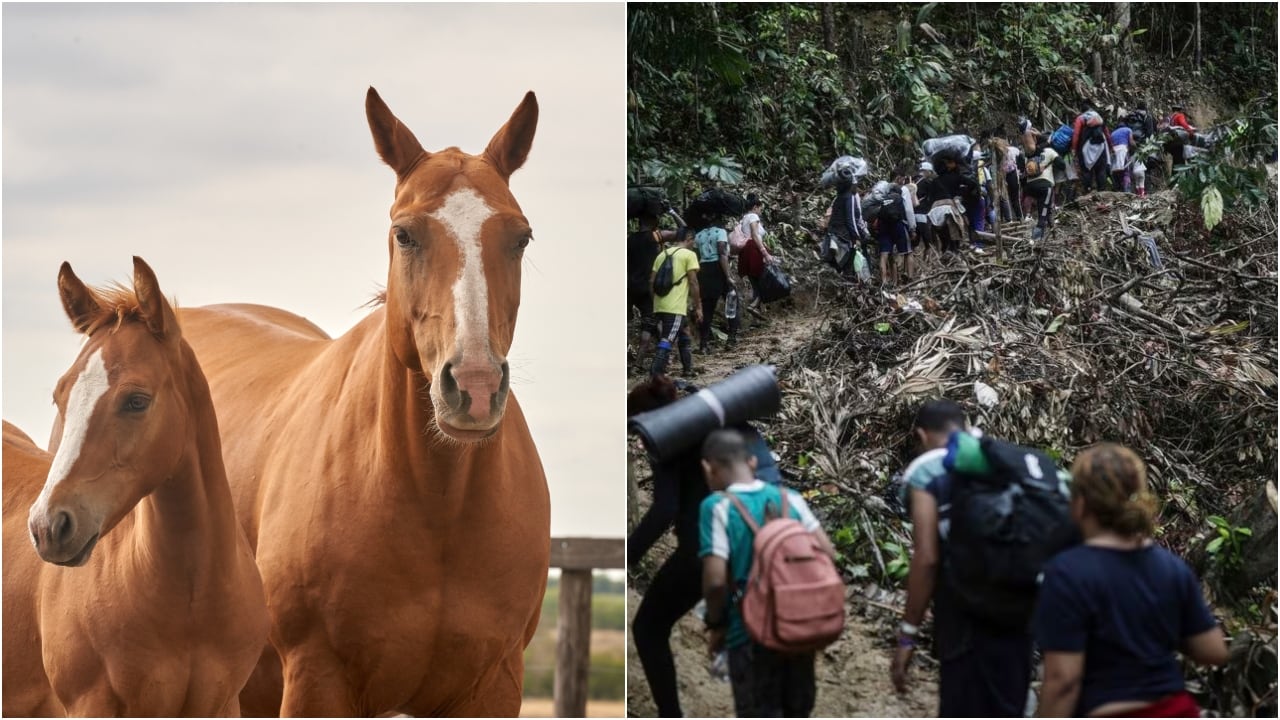 Alerta en panamá por caso de virus equino detectado en un migrante que viajaba por el Darién; Uruguay y Argentina también lo identificaron