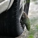 La comunidad del barrio San Fernando se encuentra preocupada por la gran cantidad de roedores que se observan en el parque del perro, ya que estos pueden trasmitir serios problemas de salubridad al sector y a las personas.