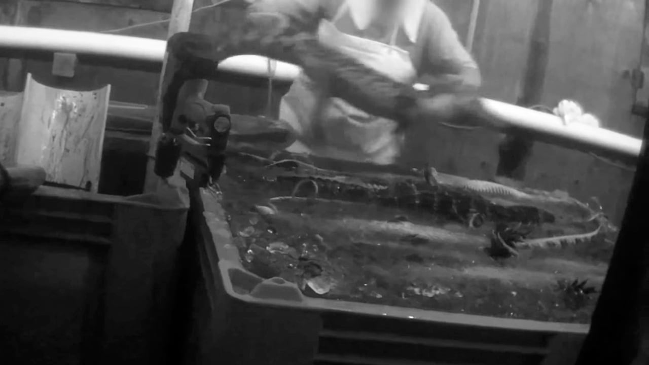 Advertencia: el video puede herir la sensibilidad del espectador.