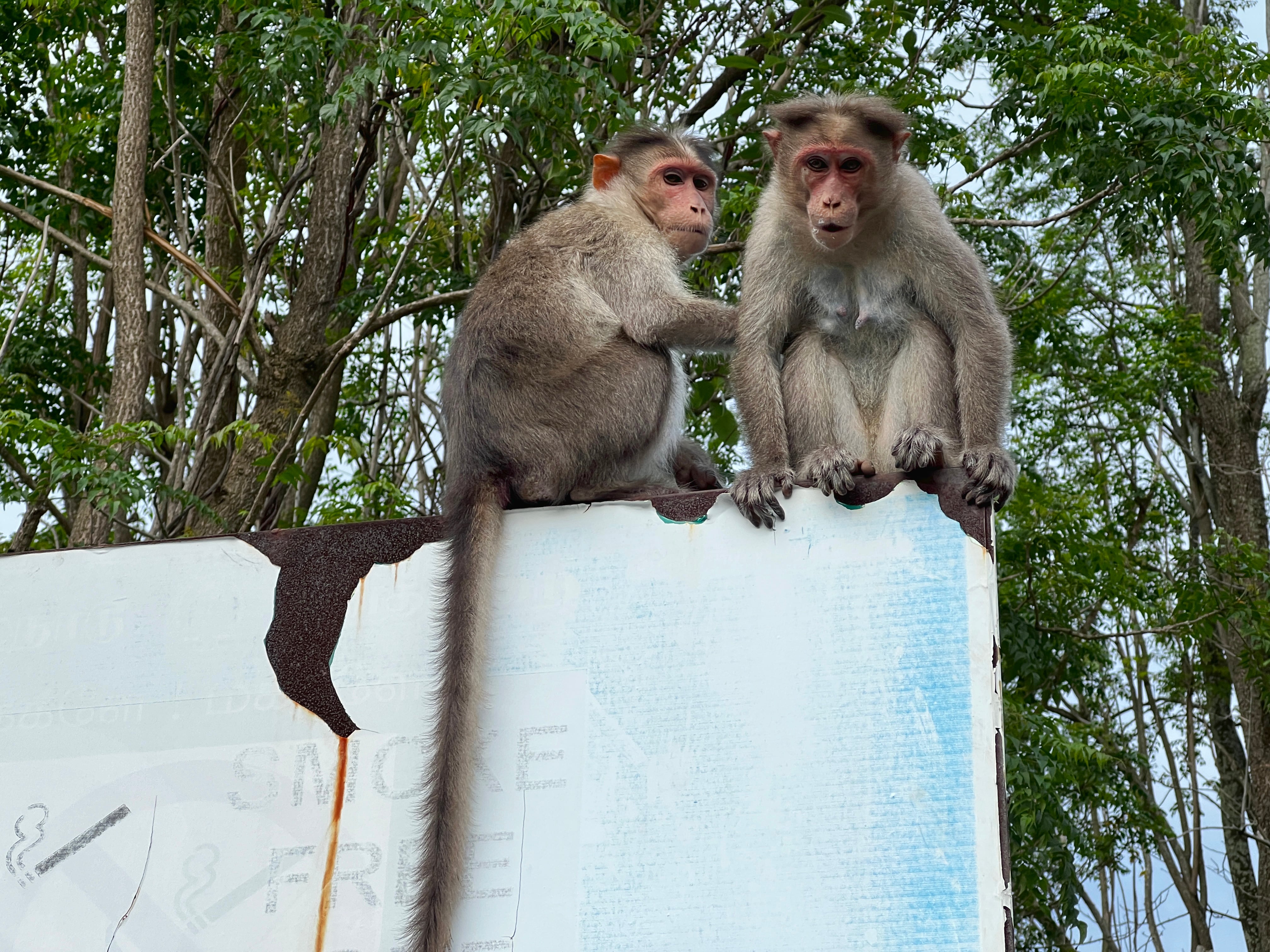 Los monos Rhesus (Macaca mulatta) escaparon del centro de investigación en California