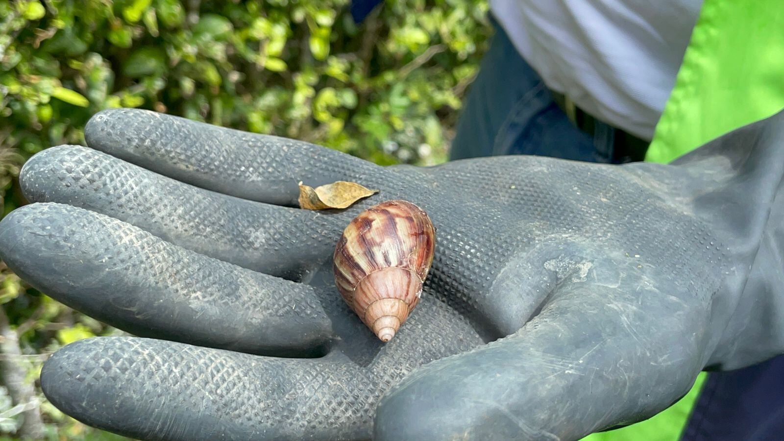 Caracol gigante africano