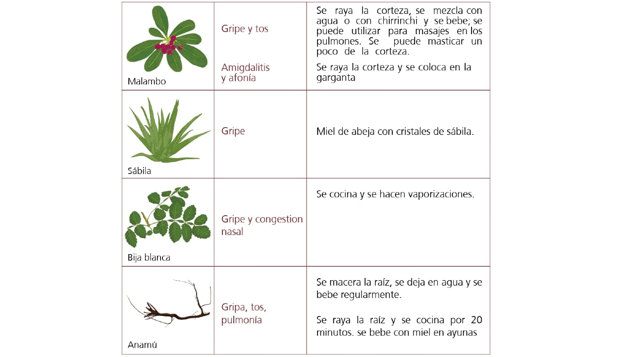 Vademécum de plantas medicinales Wayúu