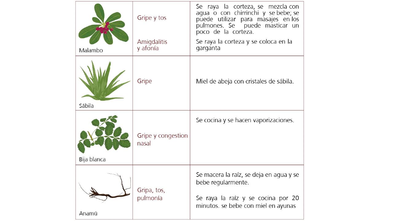 Vademécum de plantas medicinales Wayúu