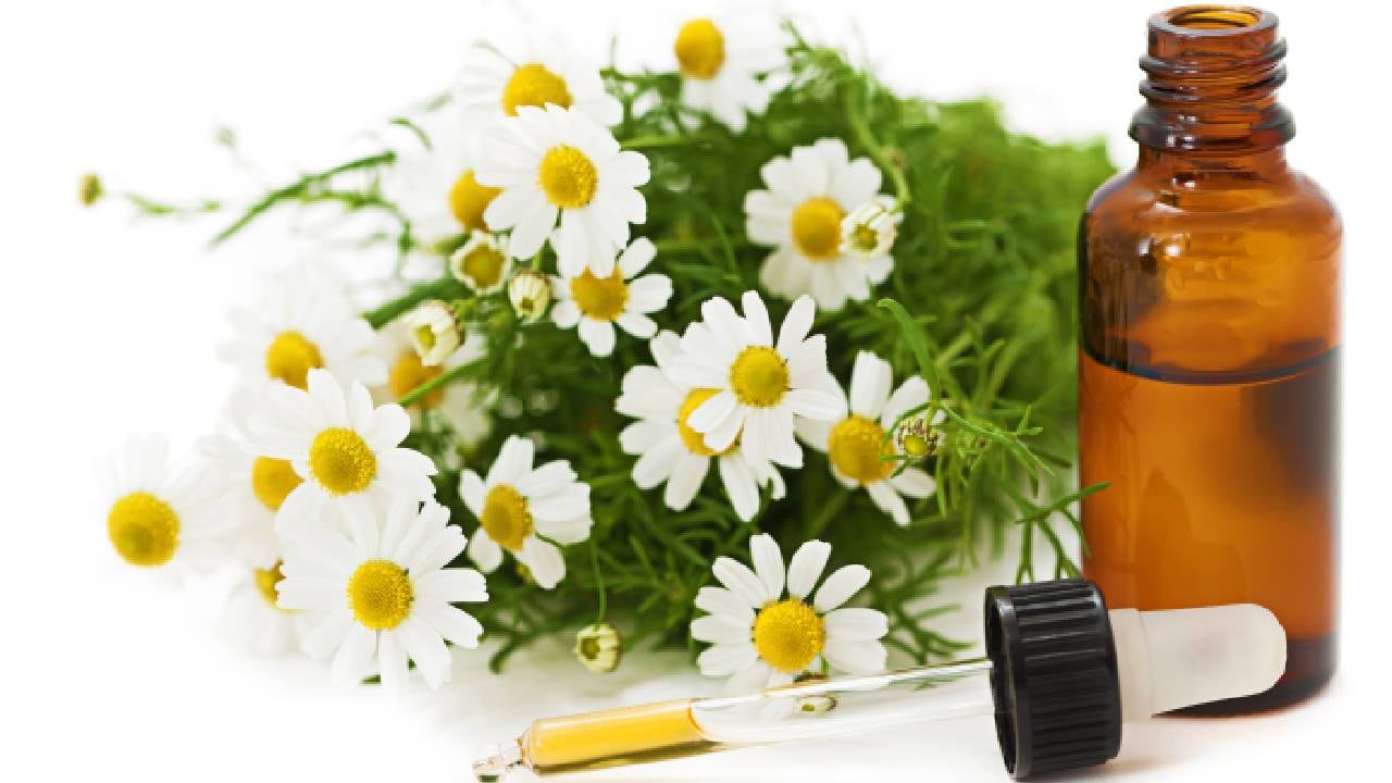 La manzanilla es una de las plantas más populares y es conocida por sus propiedades digestivas y calmantes. Foto: GettyImages.