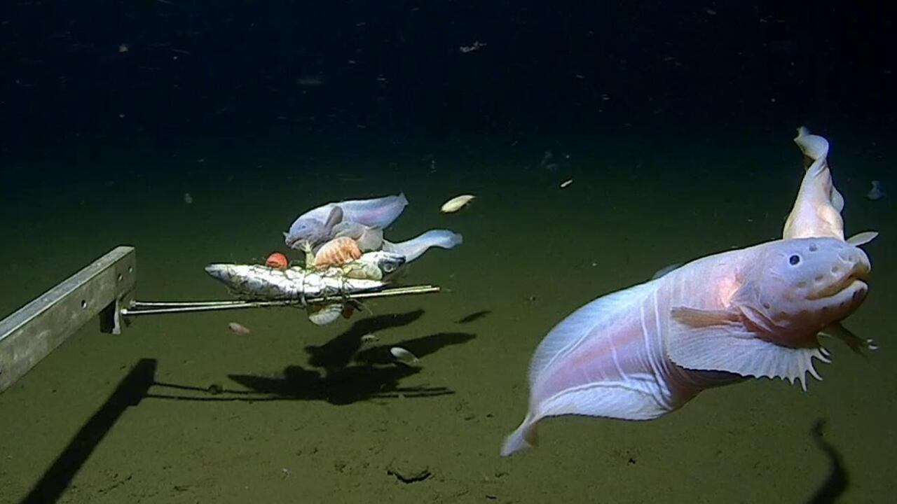 Imágenes del pez caracol vivo desde 7500-8200m en la Fosa de Izu-Ogasawara.
UWA
03/4/2023