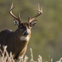 Ciervos con covid podrían representar un peligro para los humanos