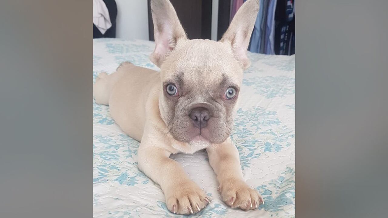 Blue es el bulldog francés de tres meses que se robaron en Engativá. Su familia ofrece recompensa por información de su paradero.