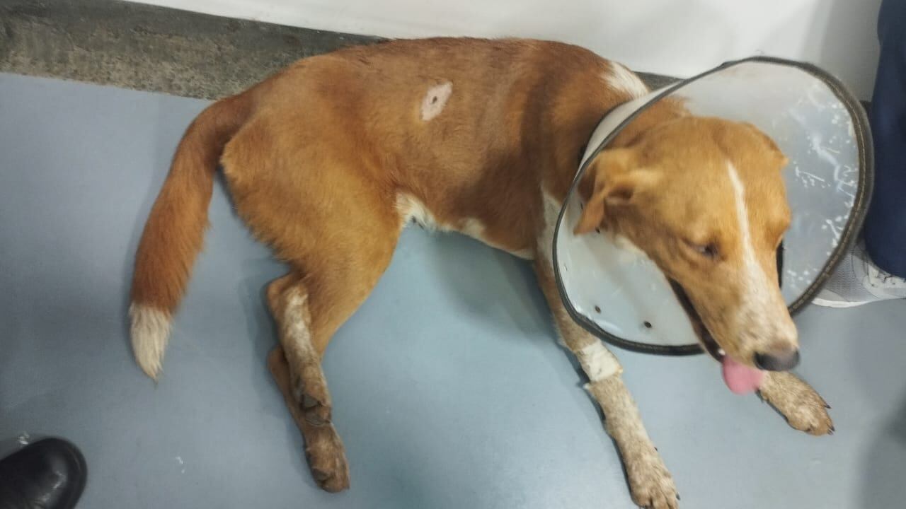 Hombre le disparó a un perro en el barrio Potrero Grande de Cali.