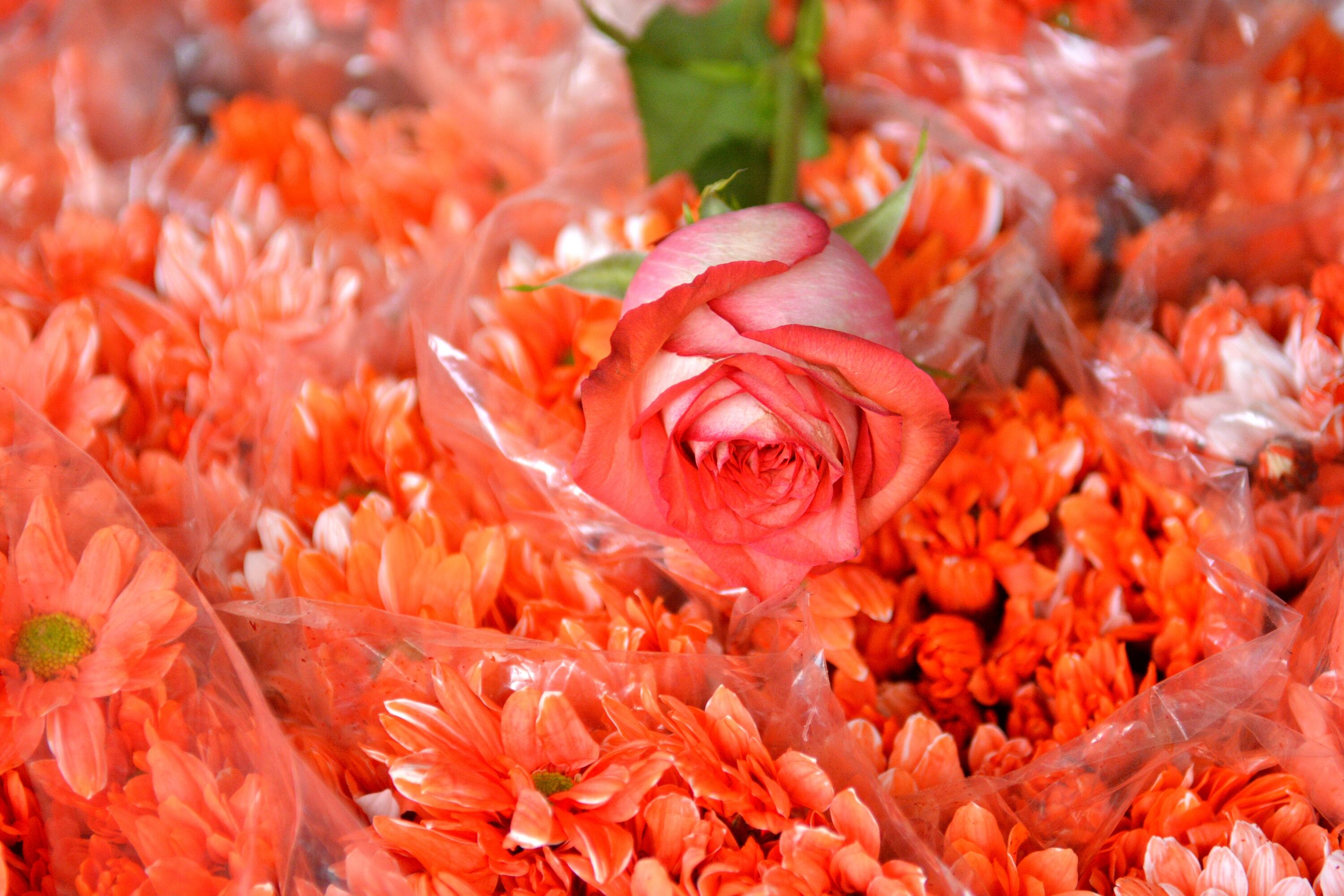 La aspirina evita la formación de microorganismos en las rosas