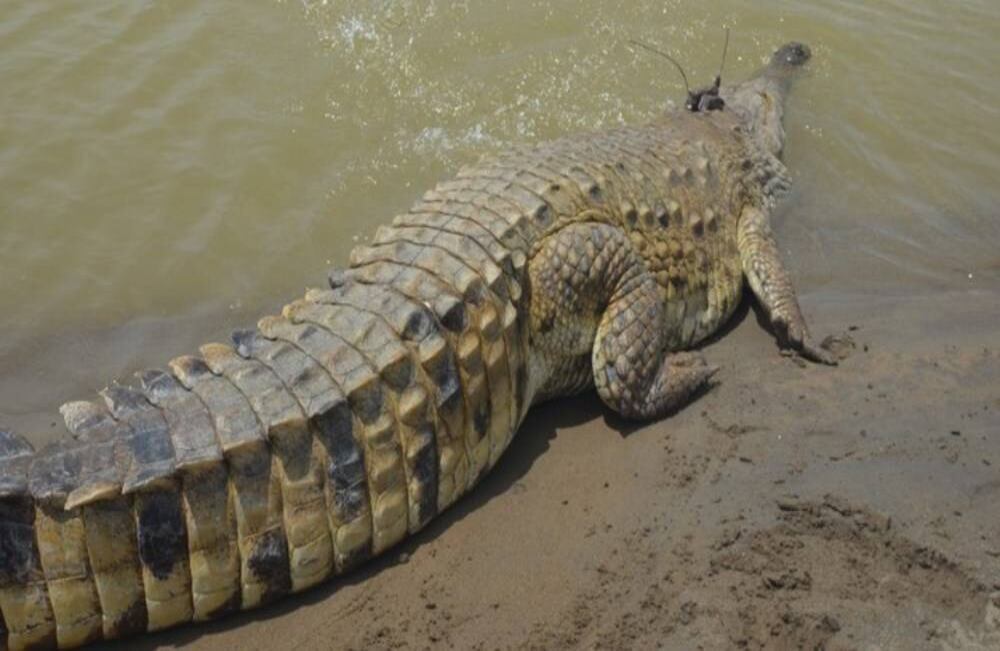 Liberación de un cocodrilo llanero a su hábitat en el río Guayabero
