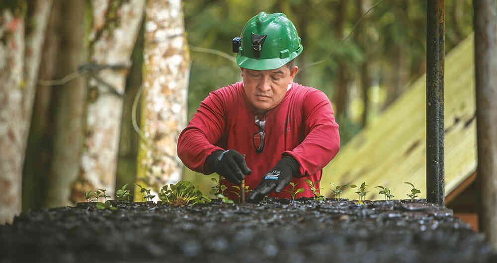 Proteger el ambiente ha sido primordial para MTC. Por eso, reparan el daño ecológico por medio de la siembra y la protección de recursos hídricos.