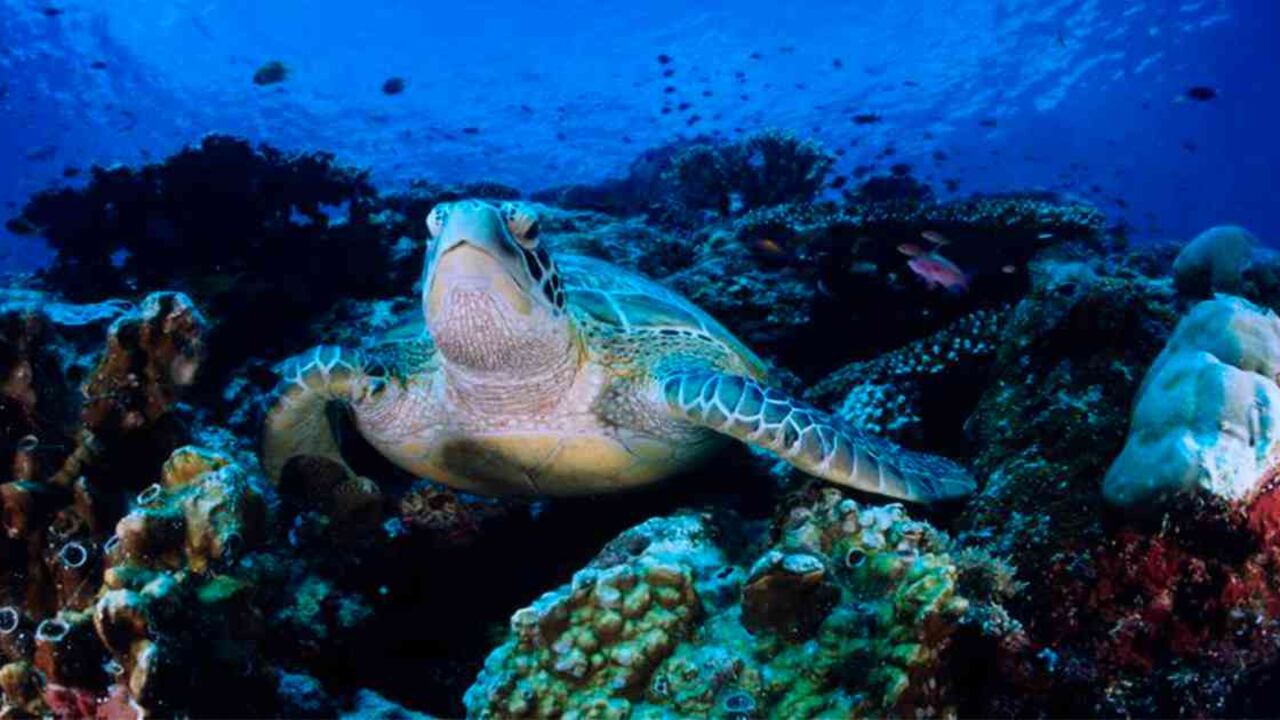 La posesión, el tráfico y la comercialización de elementos derivados del caparazón de las tortugas carey se penaliza en Colombia