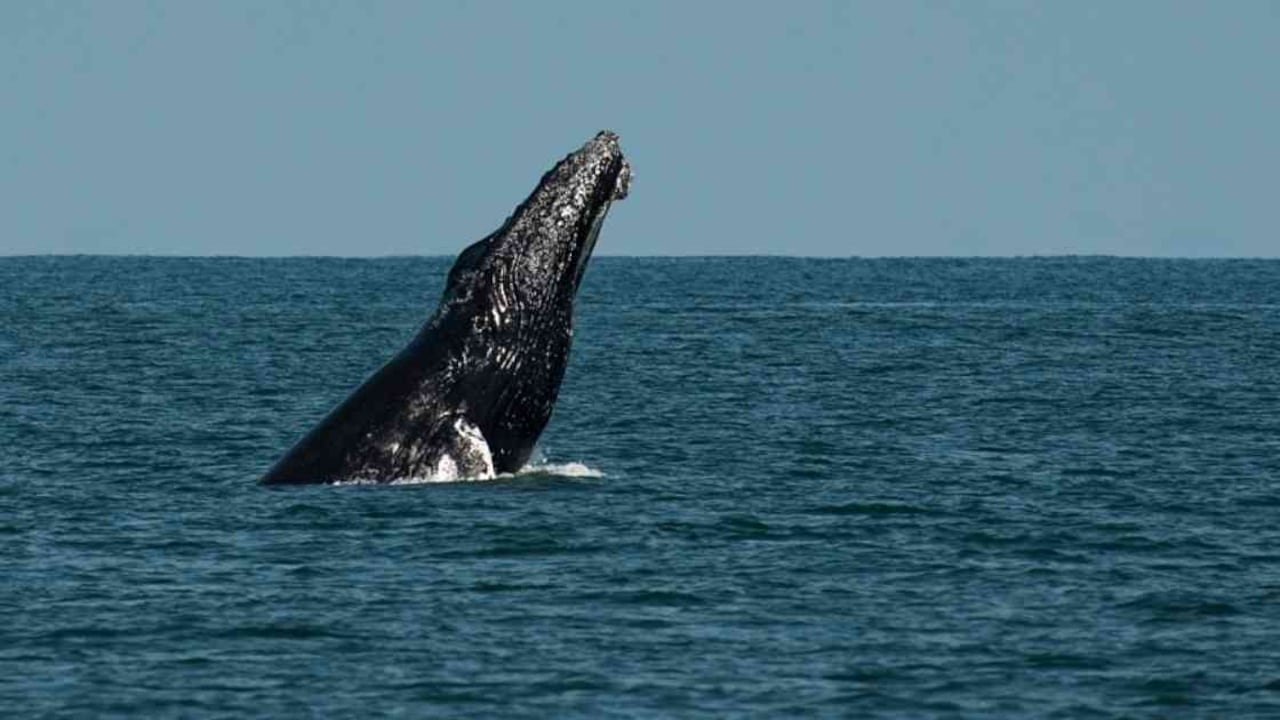 Las áreas protegidas elaboran protocolos de seguridad para los turistas. Foto: Paola Sánchez (PNN).