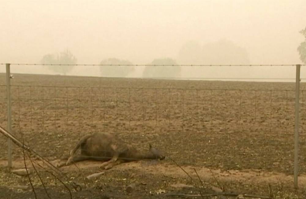 Esta imagen de vídeo es dramática. Muestra animales muertos después de incendios forestales en Batlow, Nueva Gales del Sur, el domingo 5 de enero de 2020. Foto de Australian Broadcasting Corporation a través de AP. 
