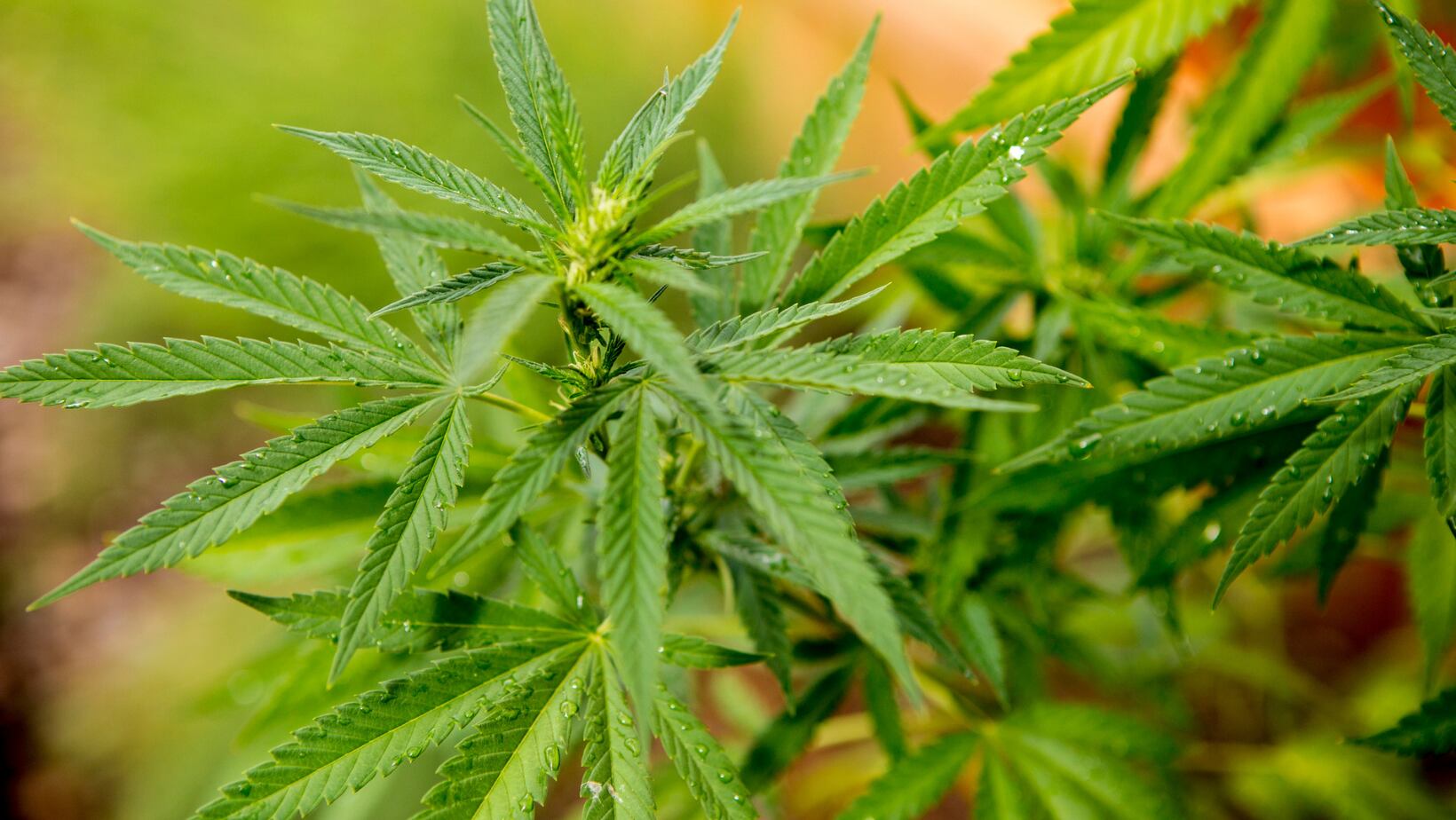 Las famosas colombianas que transformaron sus vidas por la marihuana