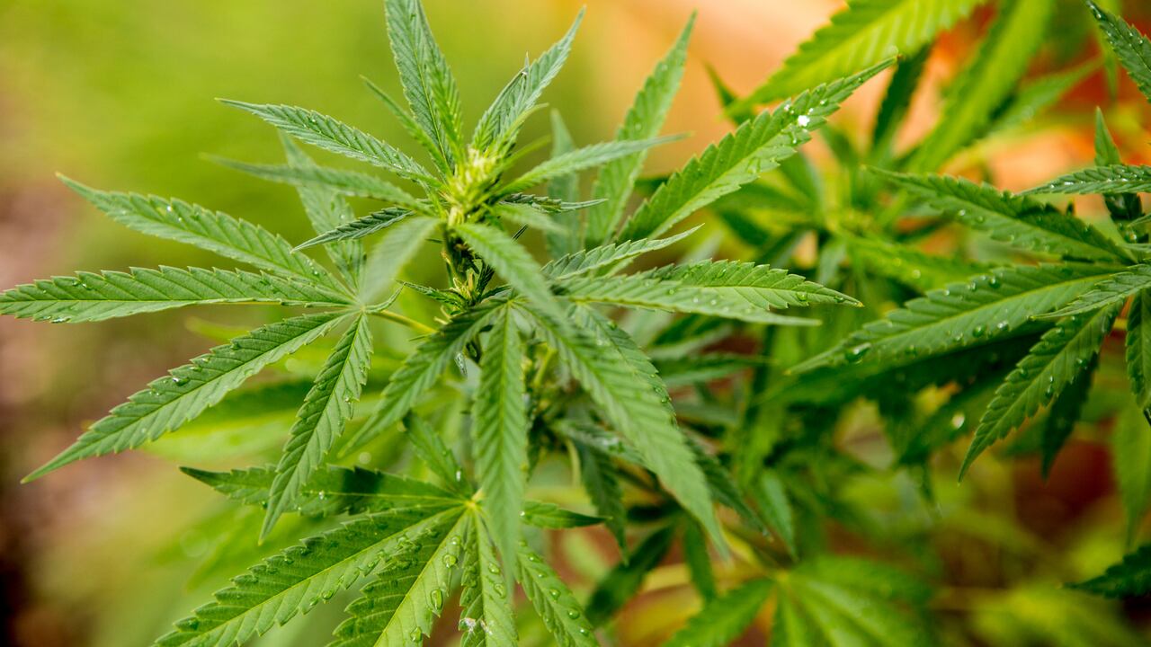 Las famosas colombianas que transformaron sus vidas por la marihuana