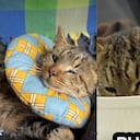 Un gato herido fue adoptado durante las recientes elecciones en Colombia.