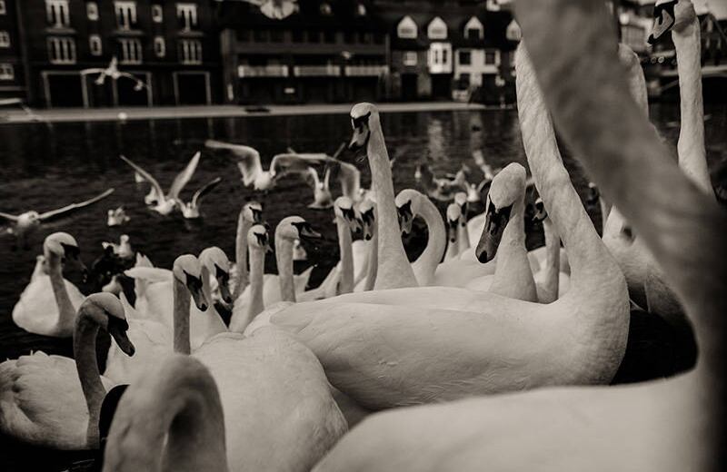 'A lo largo del Támesis', Carlos Saavedra.