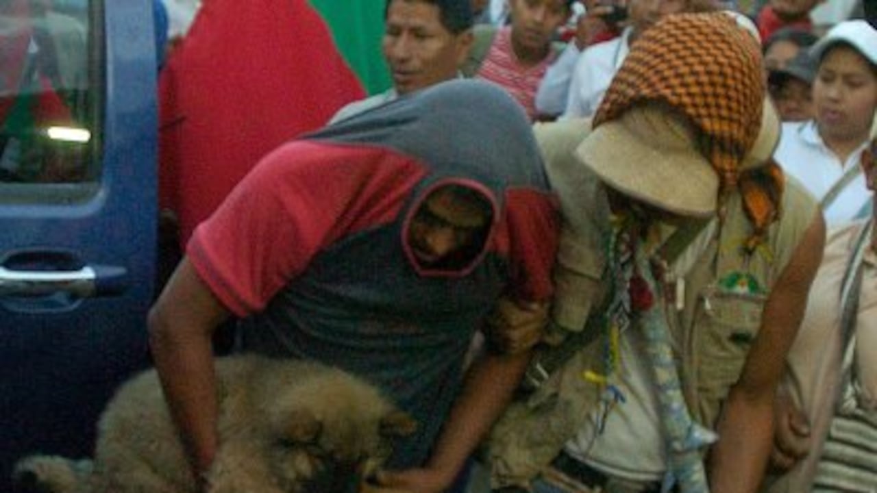 Miembros de la guardia indígena llevan a uno de los cuatro supuestos milicianos de la guerrilla de las FARC capturados por ellos en Toribío, Cauca.