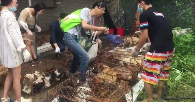 Rescate de perros en China