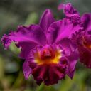 Las orquídeas destacan por su apariencia refinadas y colores llamativos.