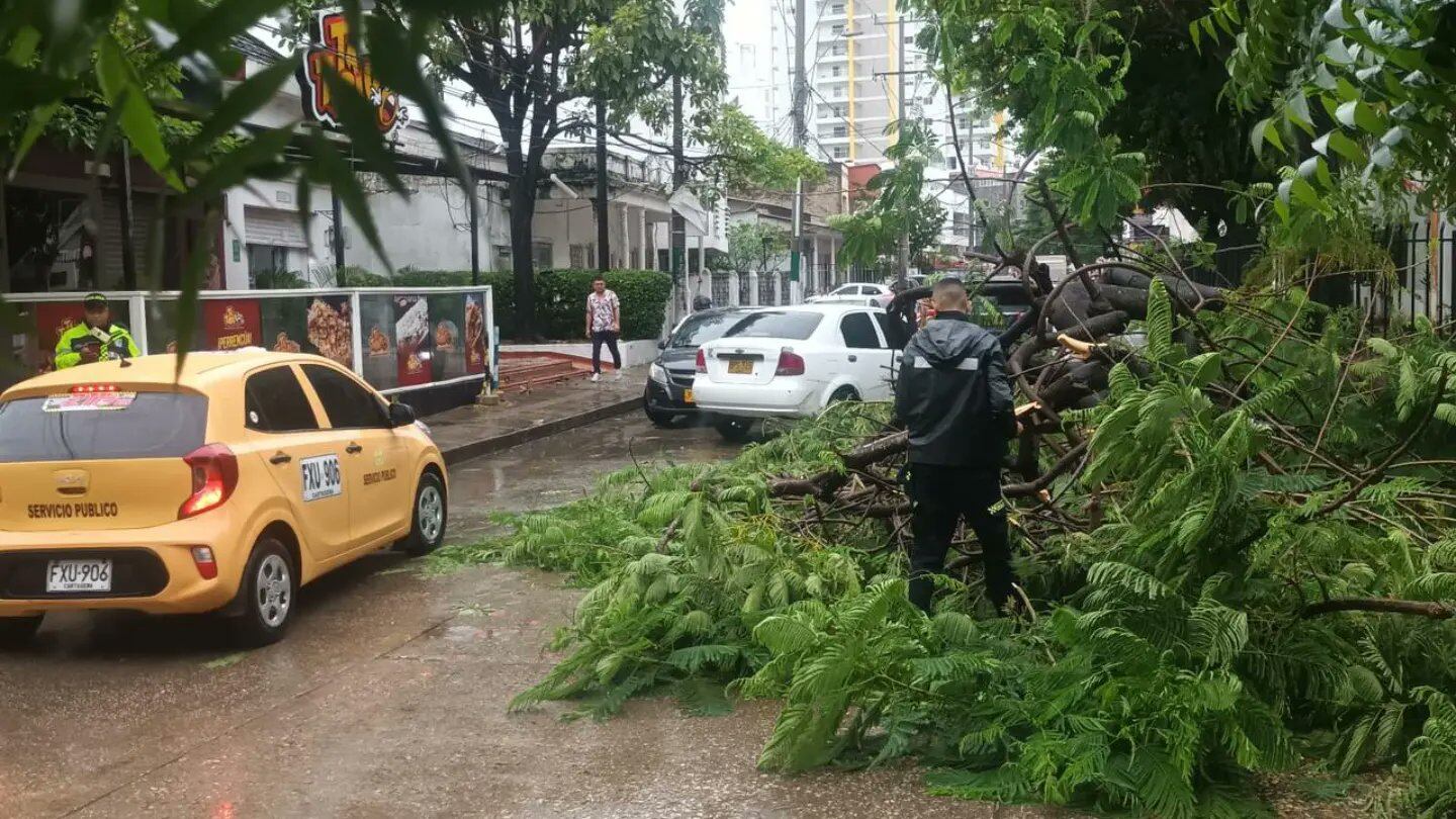 Árboles derrumbados entre las afectaciones