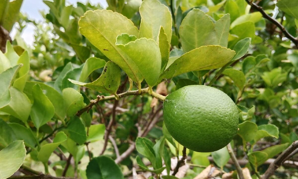 Lima ácida Tahití orgánica Parcelación la cuarenta, Campo Bello, Finca Liliana González, Nariño