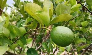 Lima ácida Tahití orgánica Parcelación la cuarenta, Campo Bello, Finca Liliana González, Nariño