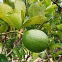 Lima ácida Tahití orgánica Parcelación la cuarenta, Campo Bello, Finca Liliana González, Nariño