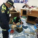 Los animales no contaban con condiciones de bienestar. Un cachorro de tres días de nacido fue encontrado muerto.