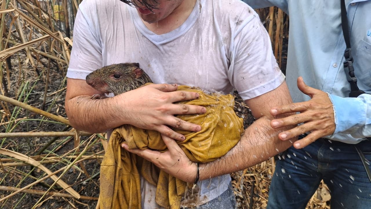 Varios guaties (Dasyprocta) han sido rescatados por el incendio en el Cerro de la Bandera, en Cali.