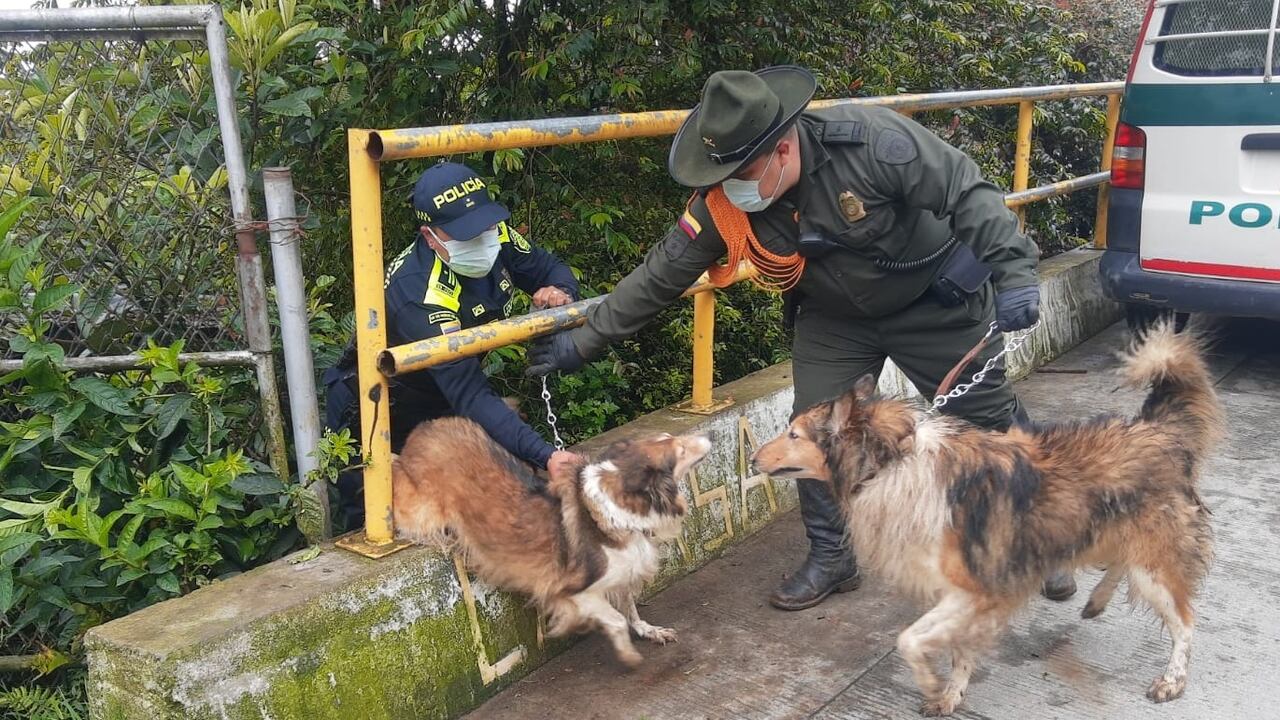 La información suministrada por la comunidad mediante la Red de Participación Cívica, fue clave para rescatar a varios animales que se encontraban en un lamentable estado
