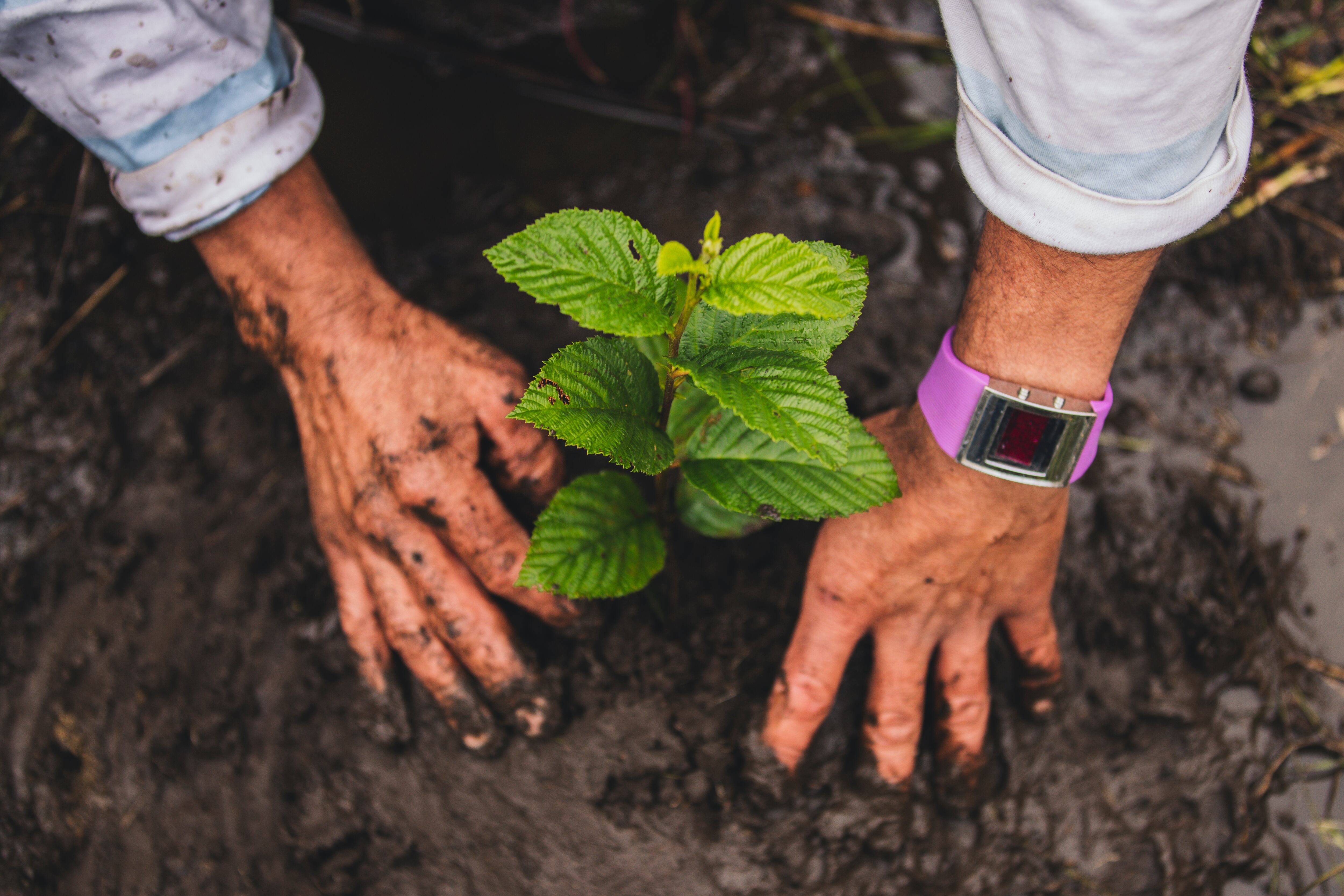 Coca-Cola FEMSA siembra árboles